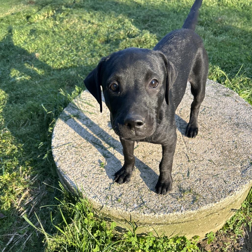 Enlarge Sean-Cian, a Adoptable mixed breed in Jarrettsville, MD image 2/6
