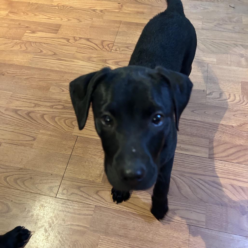 Enlarge Sean-Cian, a Adoptable mixed breed in Jarrettsville, MD image 4/6