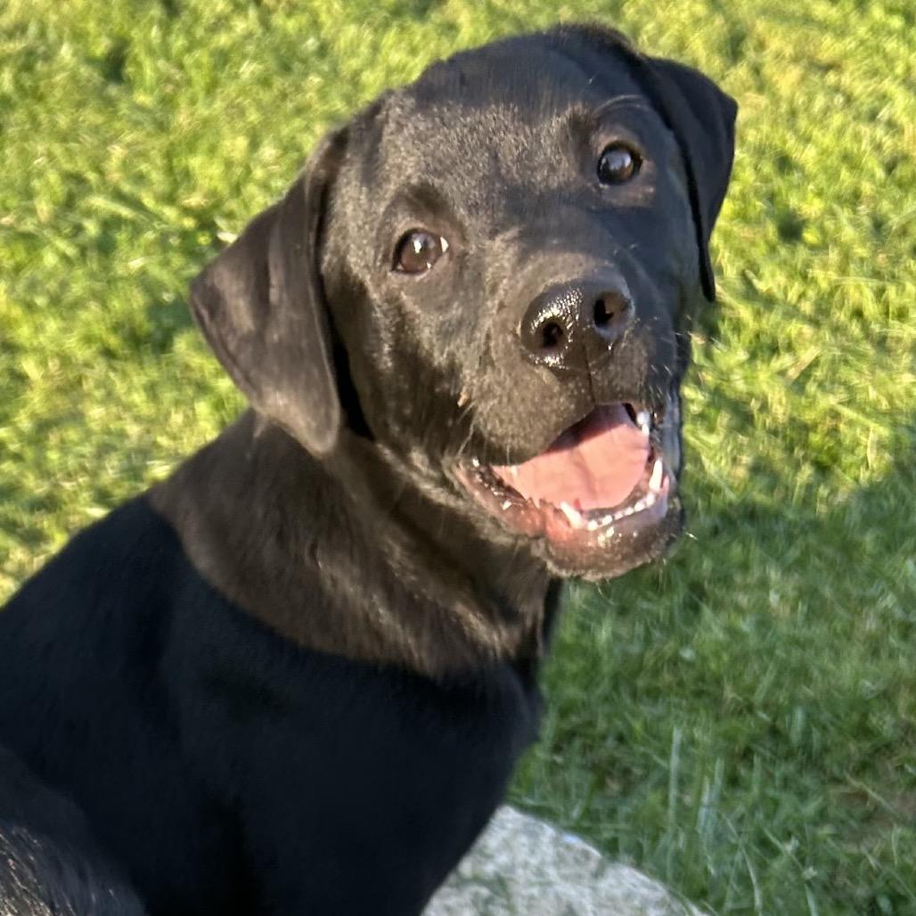 Enlarge Sean-Cian, a Adoptable mixed breed in Jarrettsville, MD image 5/6