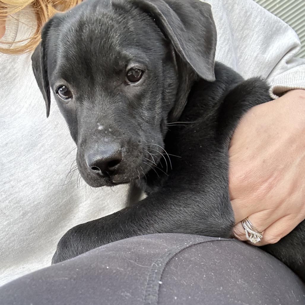 Enlarge Sean-Cian, a Adoptable mixed breed in Jarrettsville, MD image 6/6