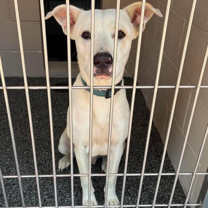 Spot, a Adoptable mixed breed in Buchanan Dam, TX image 1/2