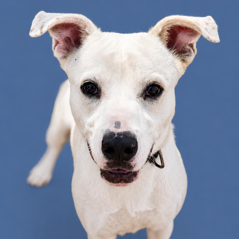 Spot, a Adoptable mixed breed in Buchanan Dam, TX image 2/2