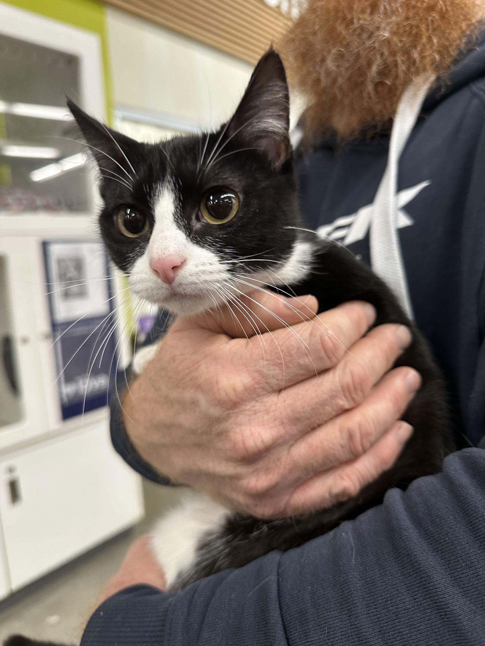 Minnie, Adoptable, Young Female Tuxedo & Domestic Short Hair.
