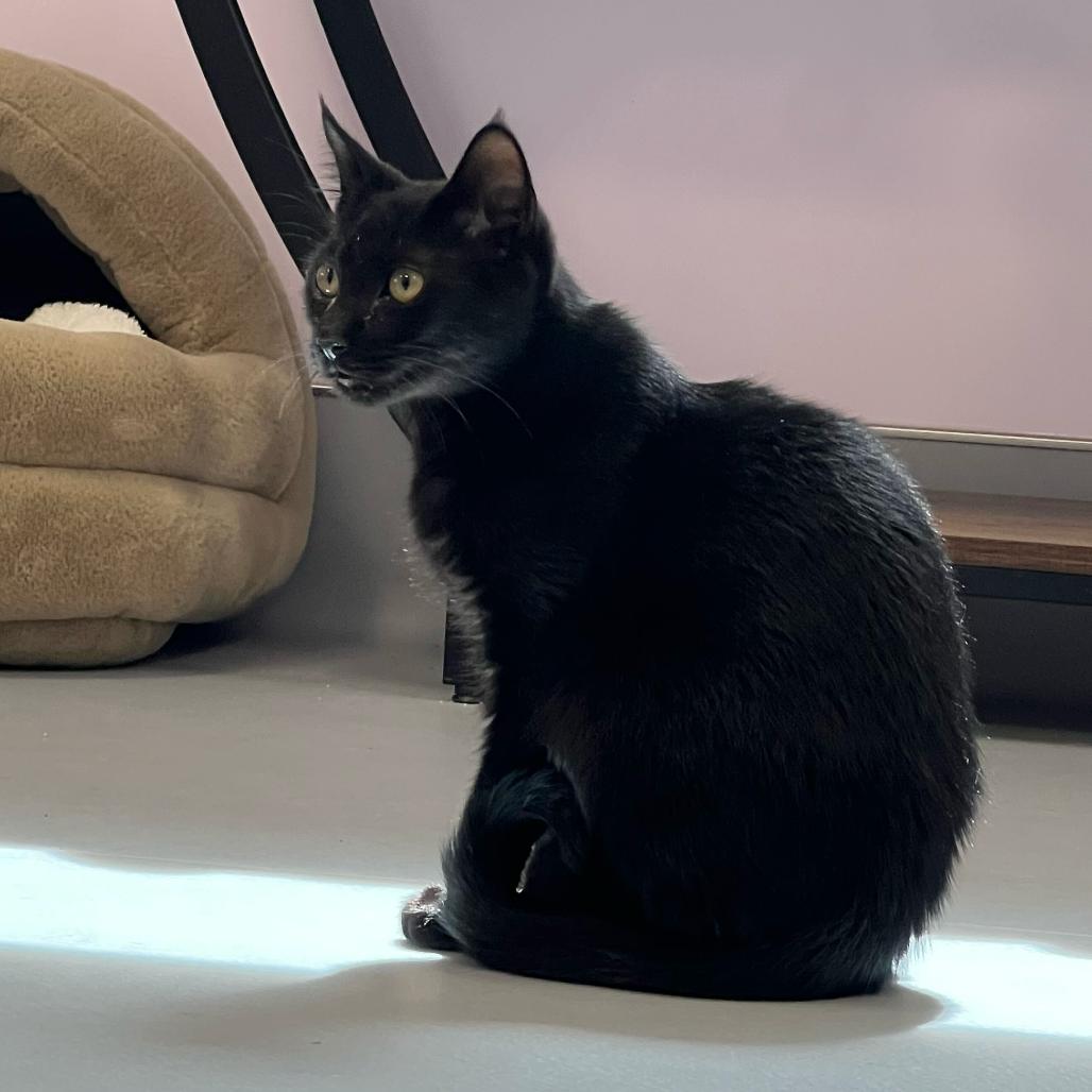 Enlarge Robert, a Adoptable Domestic Short Hair in Boston, MA image 2/6