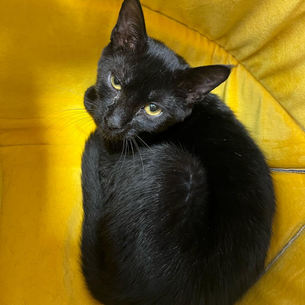 Enlarge Robert, a Adoptable Domestic Short Hair in Boston, MA image 3/6