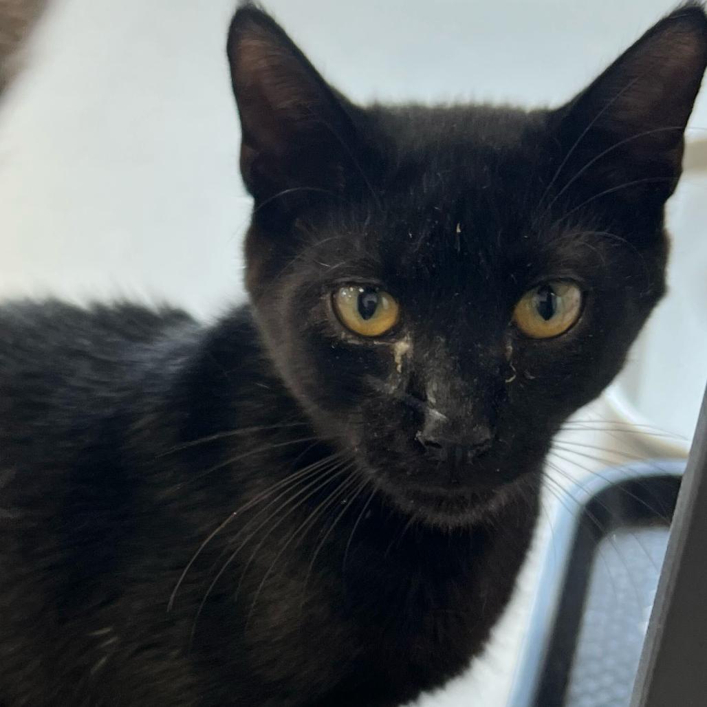 Enlarge Robert, a Adoptable Domestic Short Hair in Boston, MA image 4/6