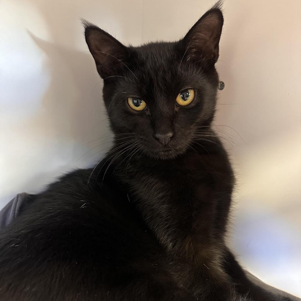 Enlarge Robert, a Adoptable Domestic Short Hair in Boston, MA image 5/6