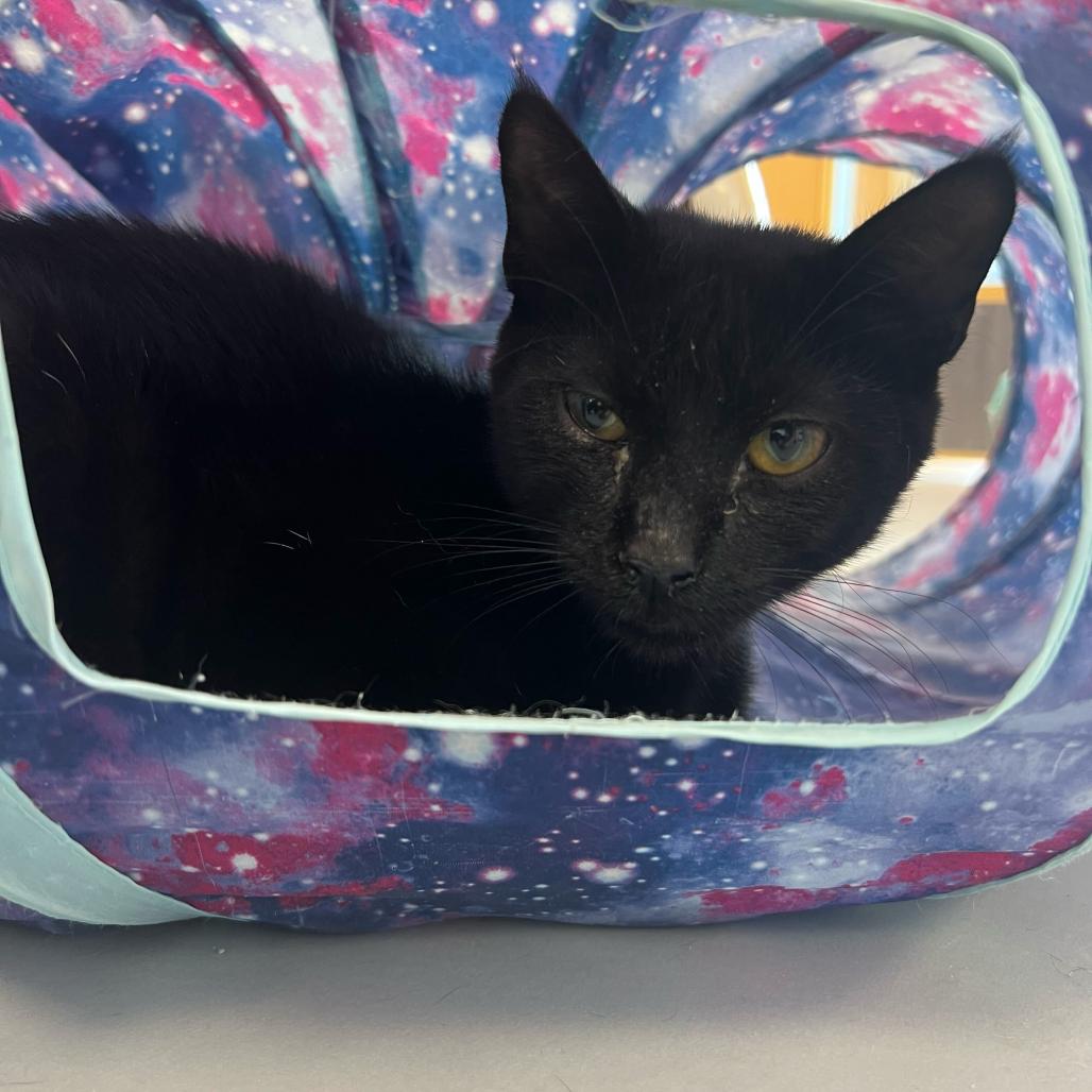 Enlarge Robert, a Adoptable Domestic Short Hair in Boston, MA image 6/6