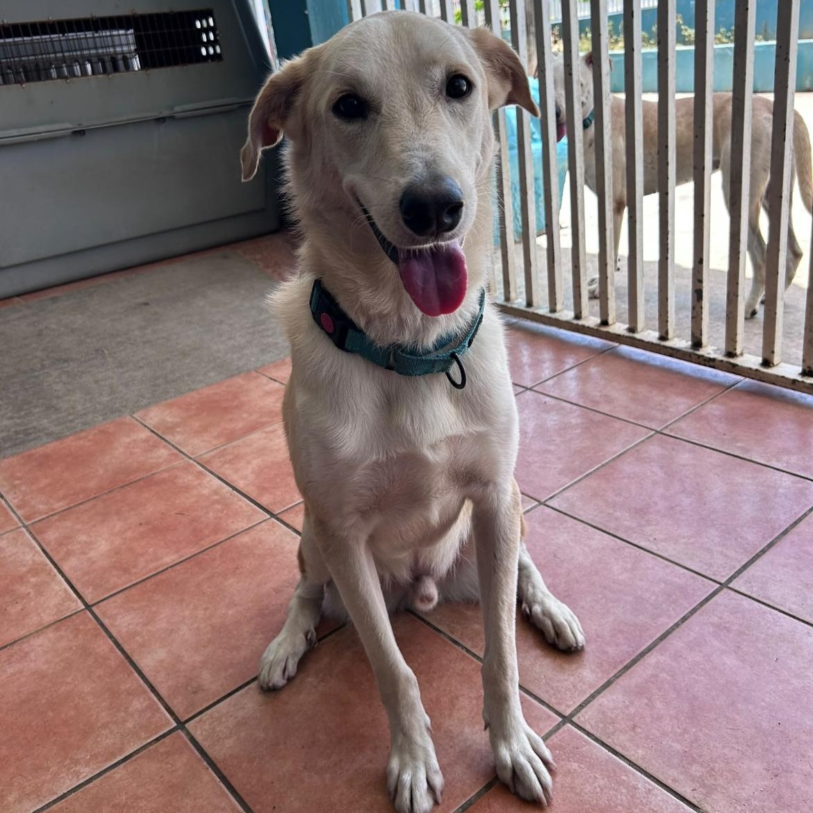 Enlarge Jon, a Adoptable Mixed Breed in Loiza, PR image 1/3