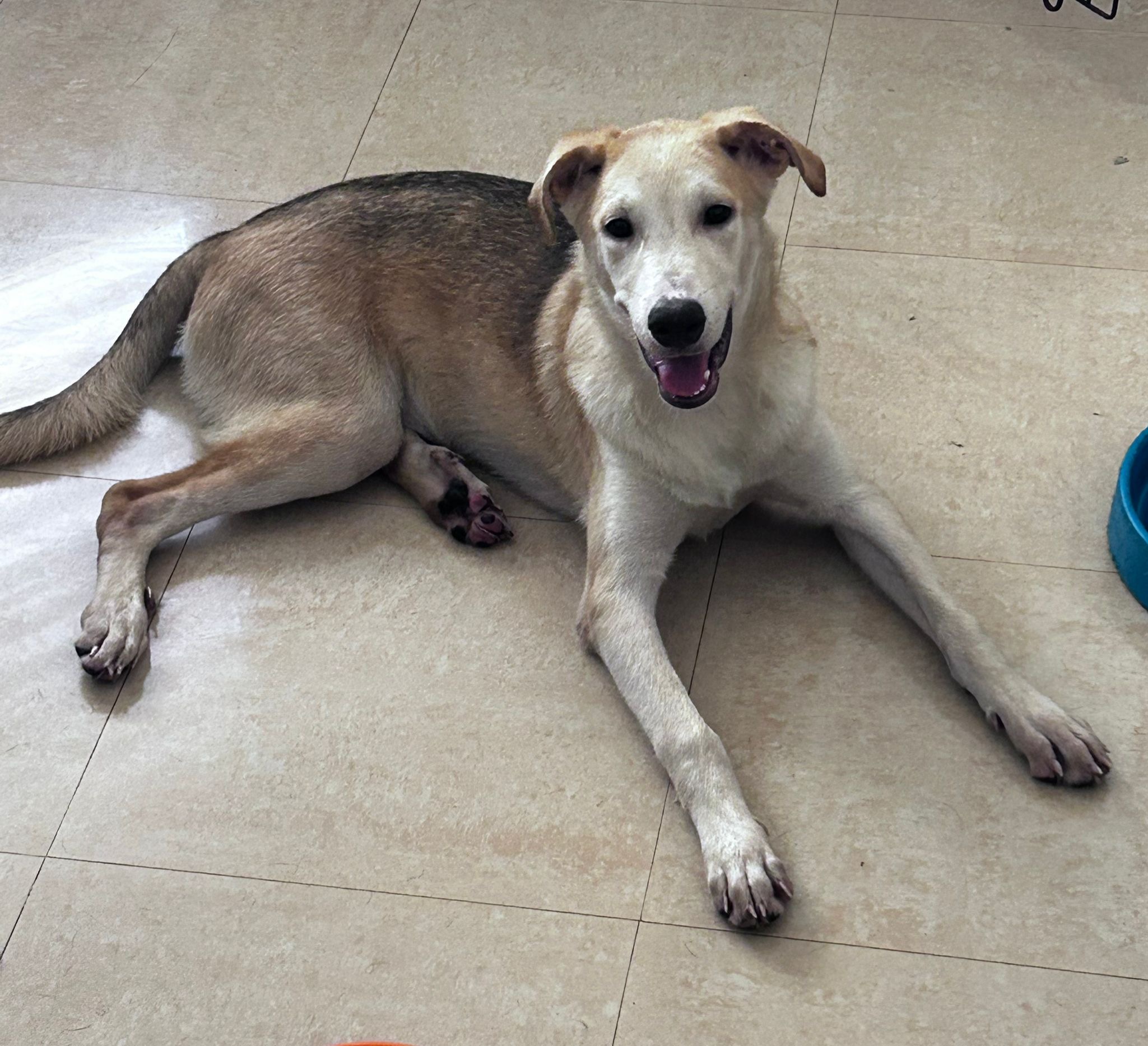 Enlarge Jon, a Adoptable Mixed Breed in Loiza, PR image 1/2