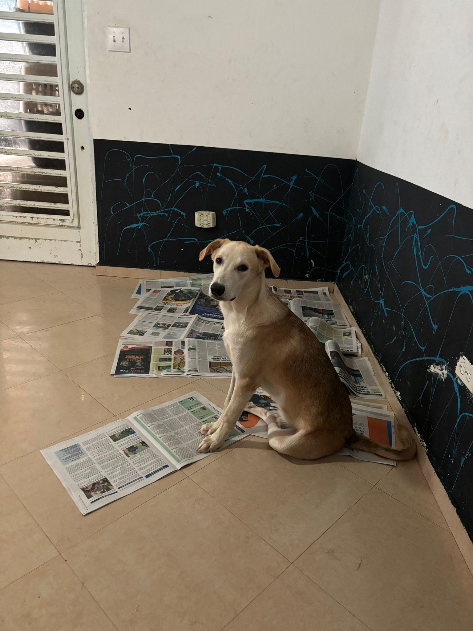 Enlarge Jon, a Adoptable Mixed Breed in Loiza, PR image 2/2