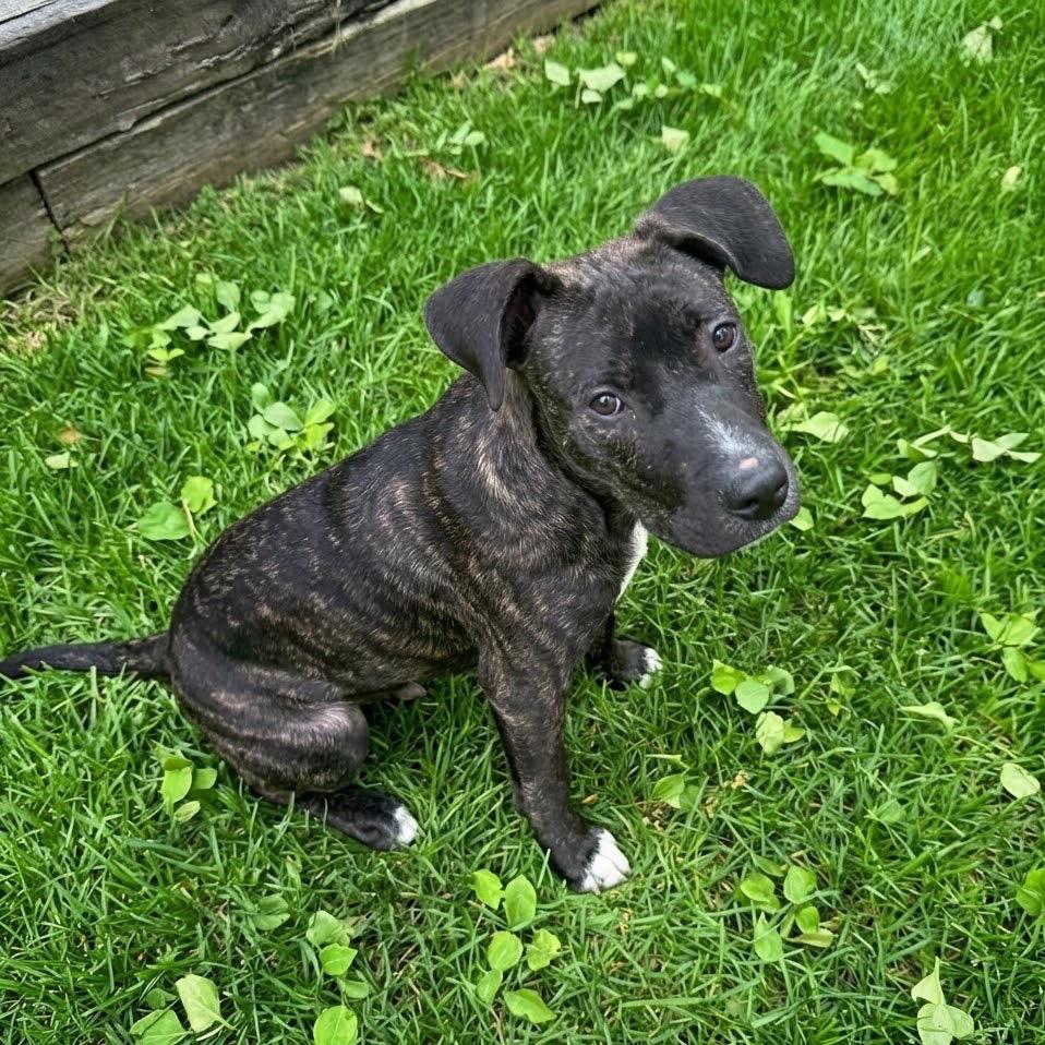 Enlarge Topaz, a Adoptable mixed breed in Nashville, TN image 1/6