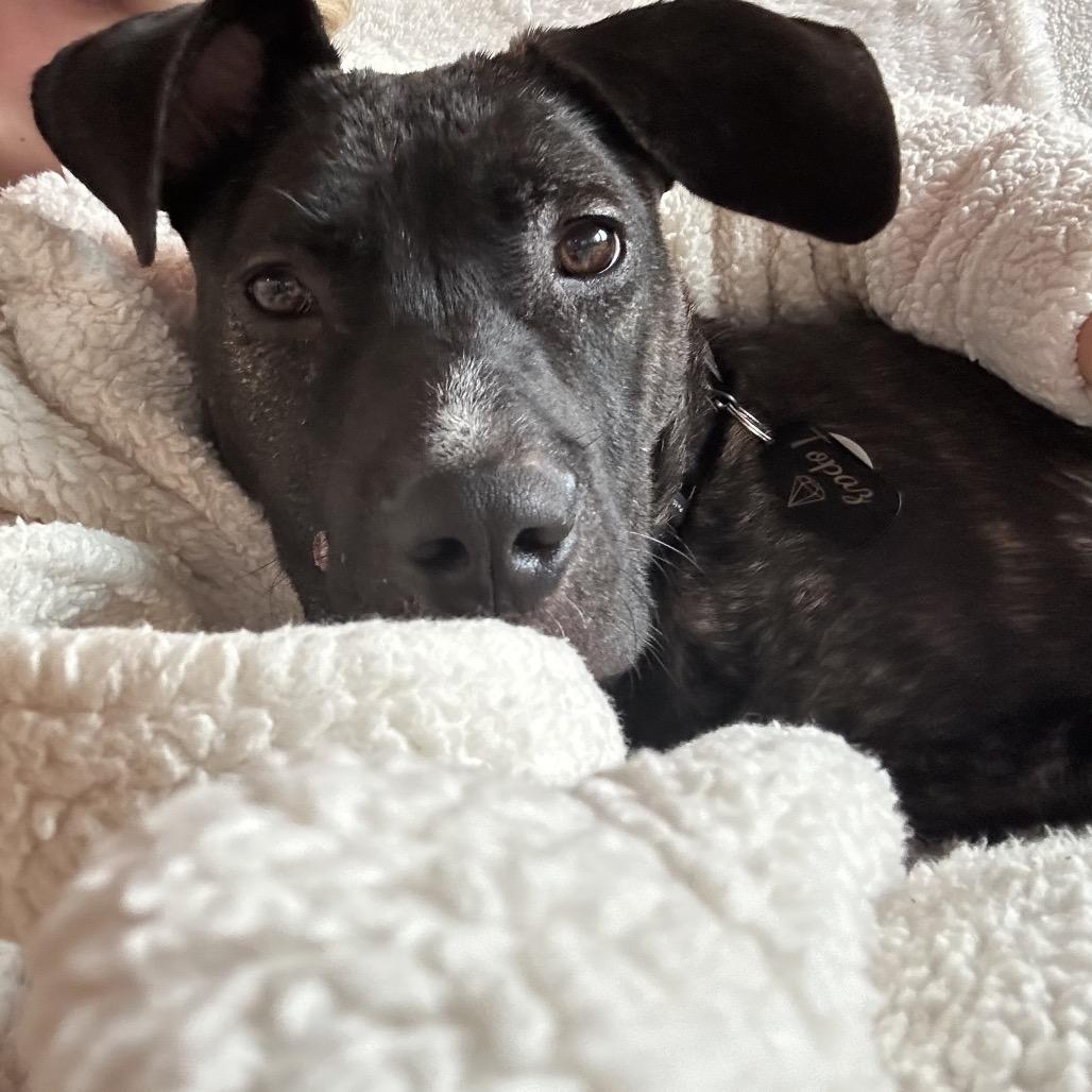 Enlarge Topaz, a Adoptable mixed breed in Nashville, TN image 5/6