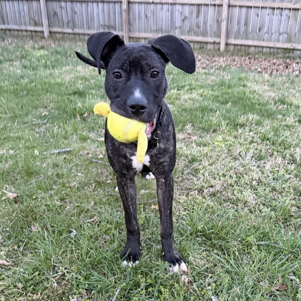 Enlarge Topaz, a Adoptable mixed breed in Nashville, TN image 6/6