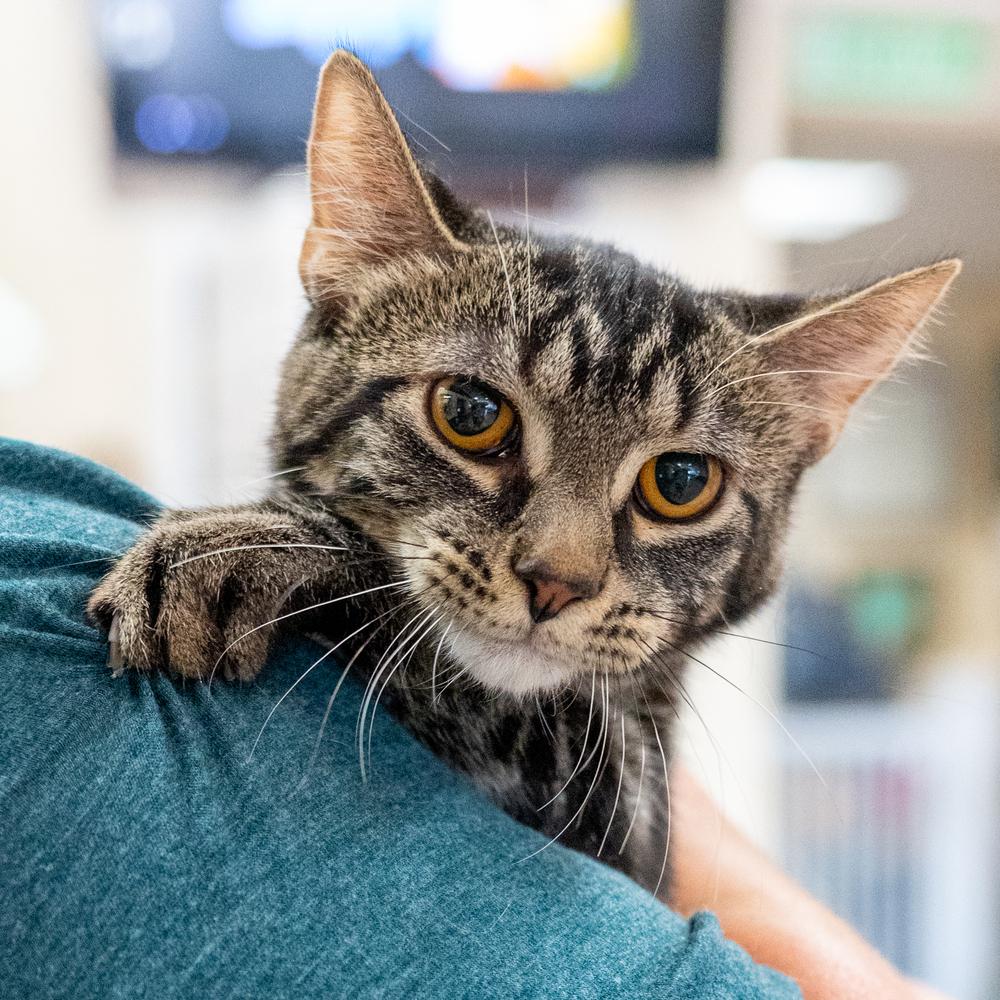 Pinnacle, Adoptable, Kitten Female Domestic Short Hair.