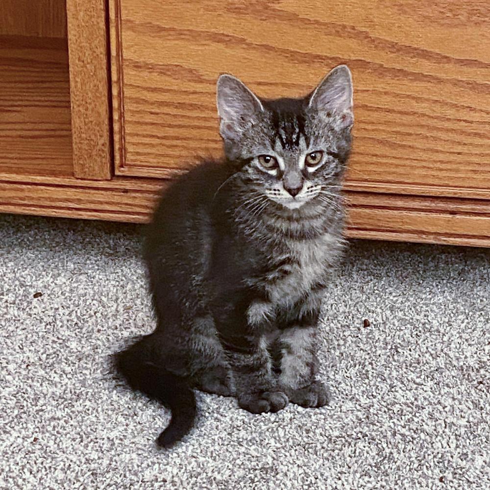 Enlarge Pinnacle, a Adoptable mixed breed in Mundelein, IL image 2/6