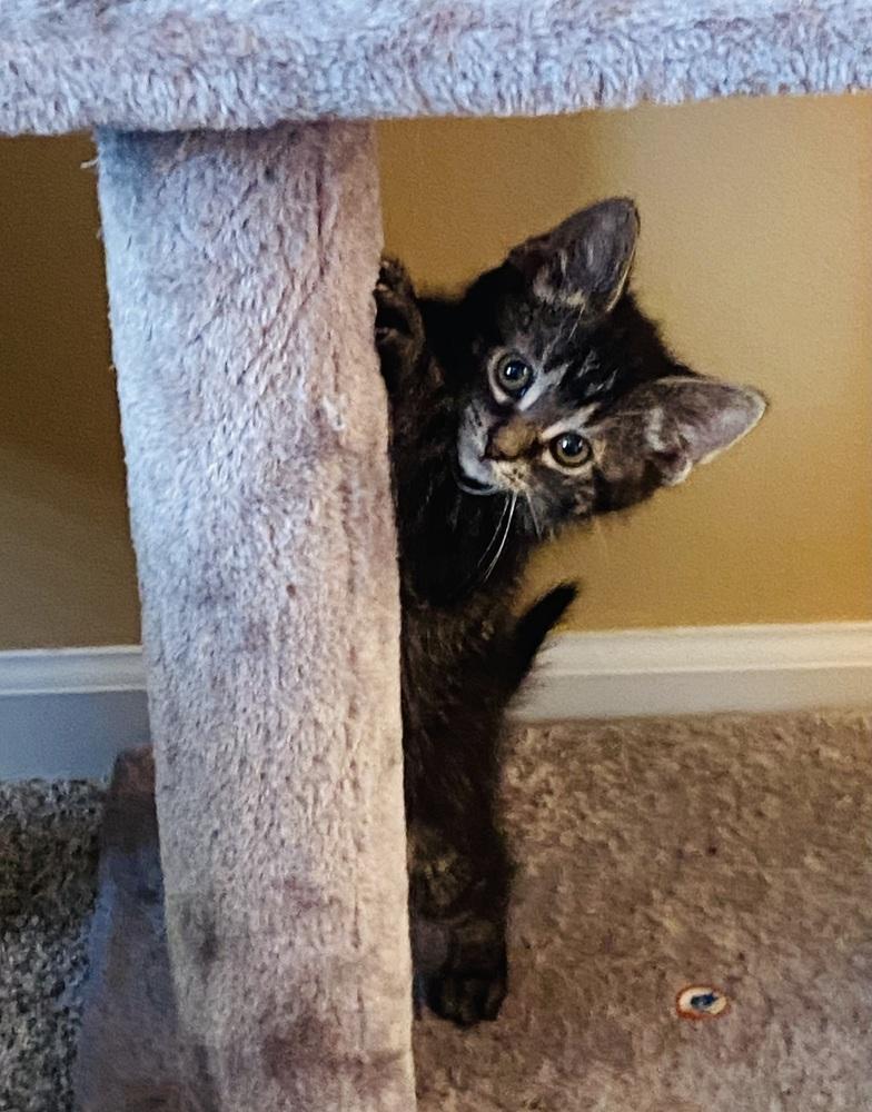 Enlarge Pinnacle, a Adoptable mixed breed in Mundelein, IL image 3/6