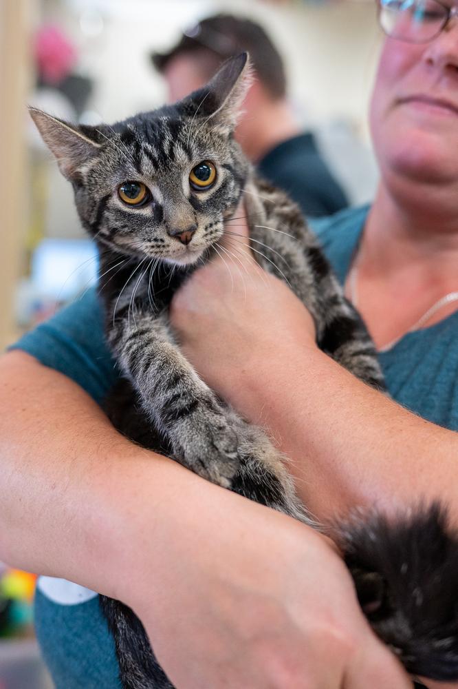 Enlarge Pinnacle, a Adoptable mixed breed in Mundelein, IL image 4/6