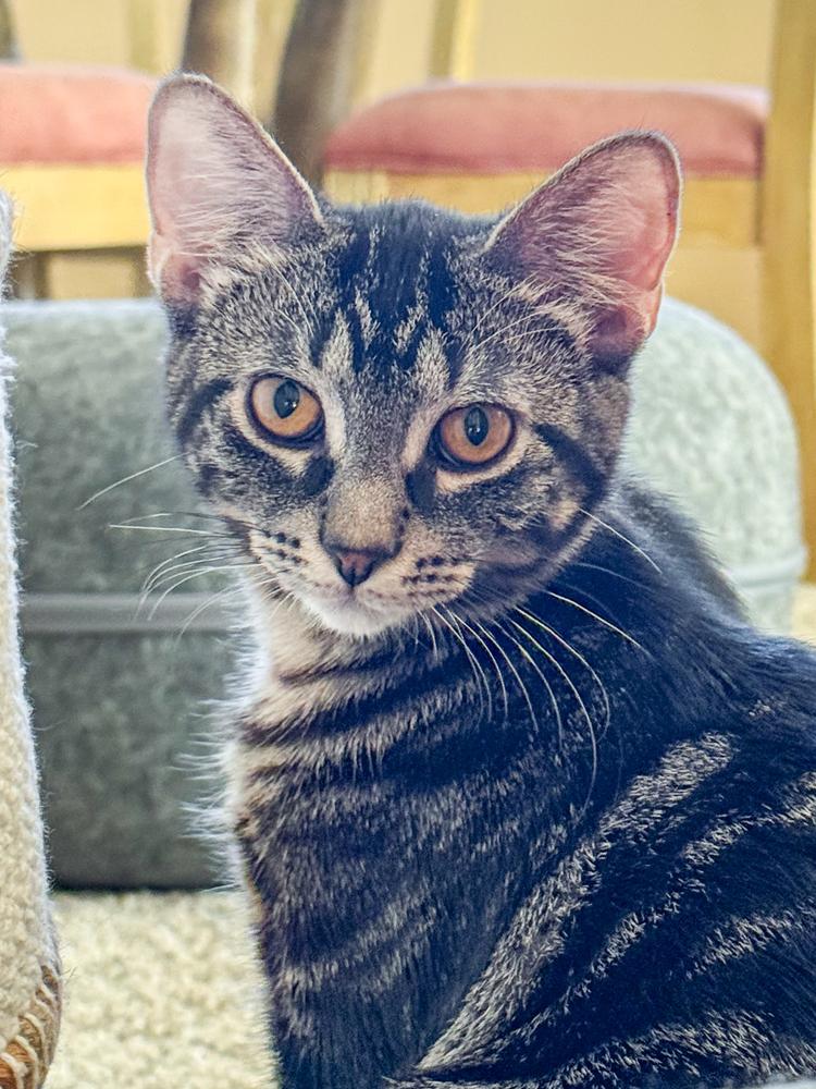 Enlarge Pinnacle, a Adoptable mixed breed in Mundelein, IL image 5/6