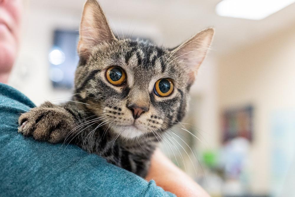 Enlarge Pinnacle, a Adoptable mixed breed in Mundelein, IL image 6/6