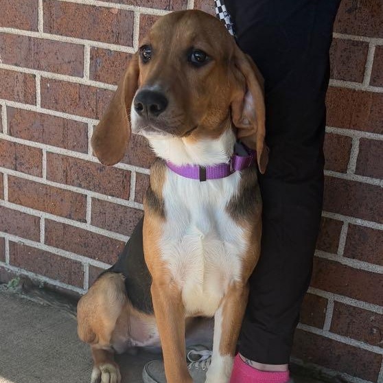 Toast, an adopted mixed breed in Waterloo, IA image 3/4