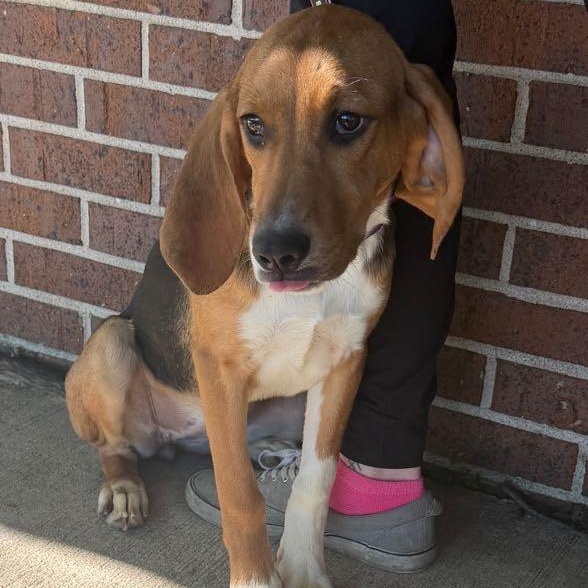 Toast, an adopted mixed breed in Waterloo, IA image 4/4