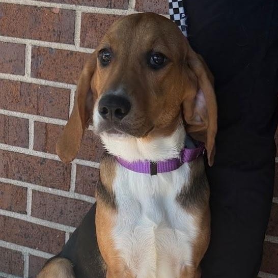 Toast, an adopted mixed breed in Waterloo, IA image 2/4