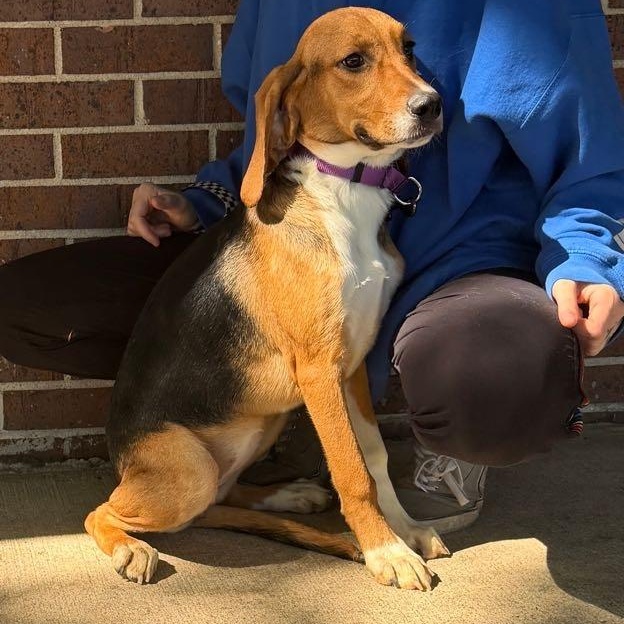 Toast, adopted, Young Female Basset Hound.