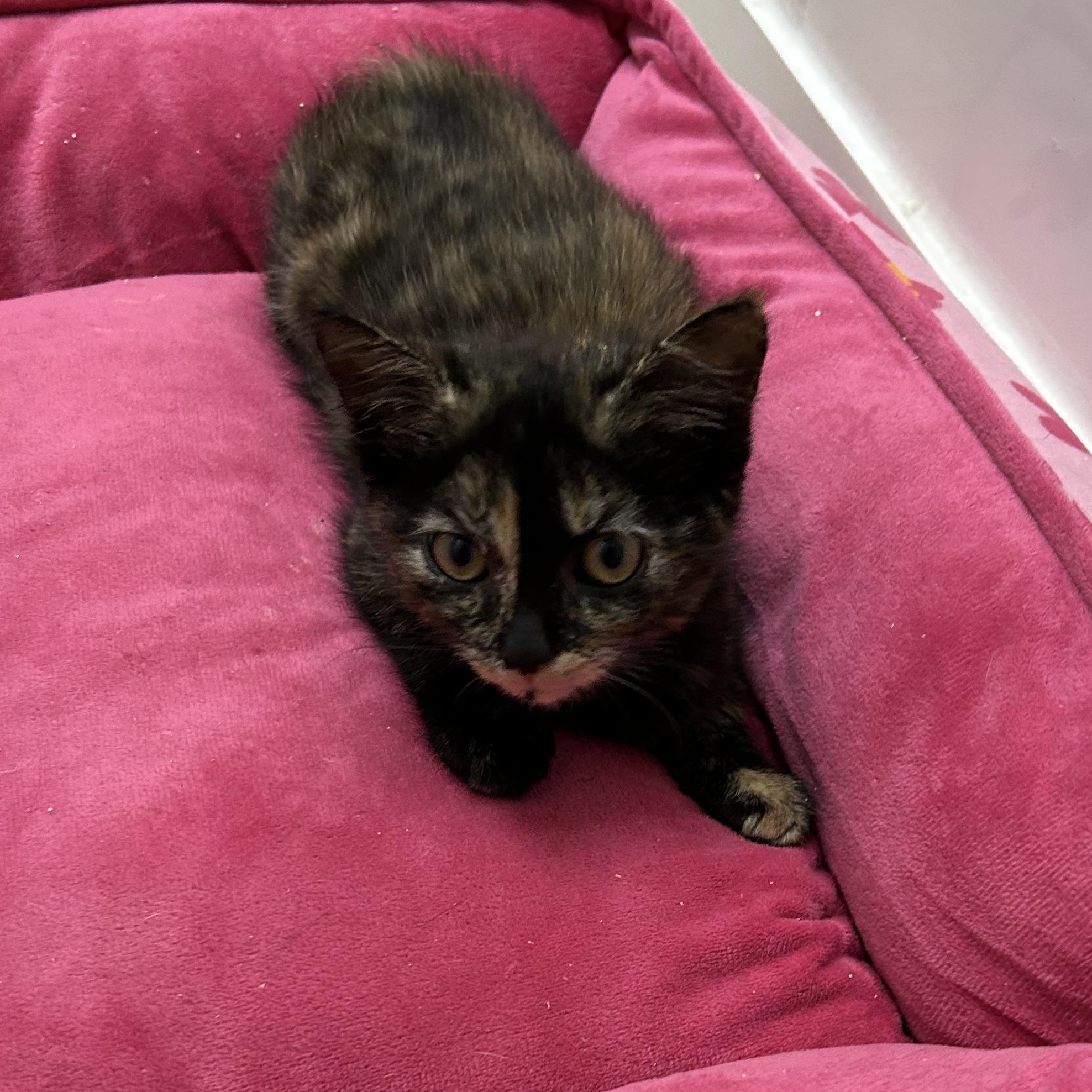 Enlarge Dot, a Adoptable Tortoiseshell in Frederick, MD image 1/1