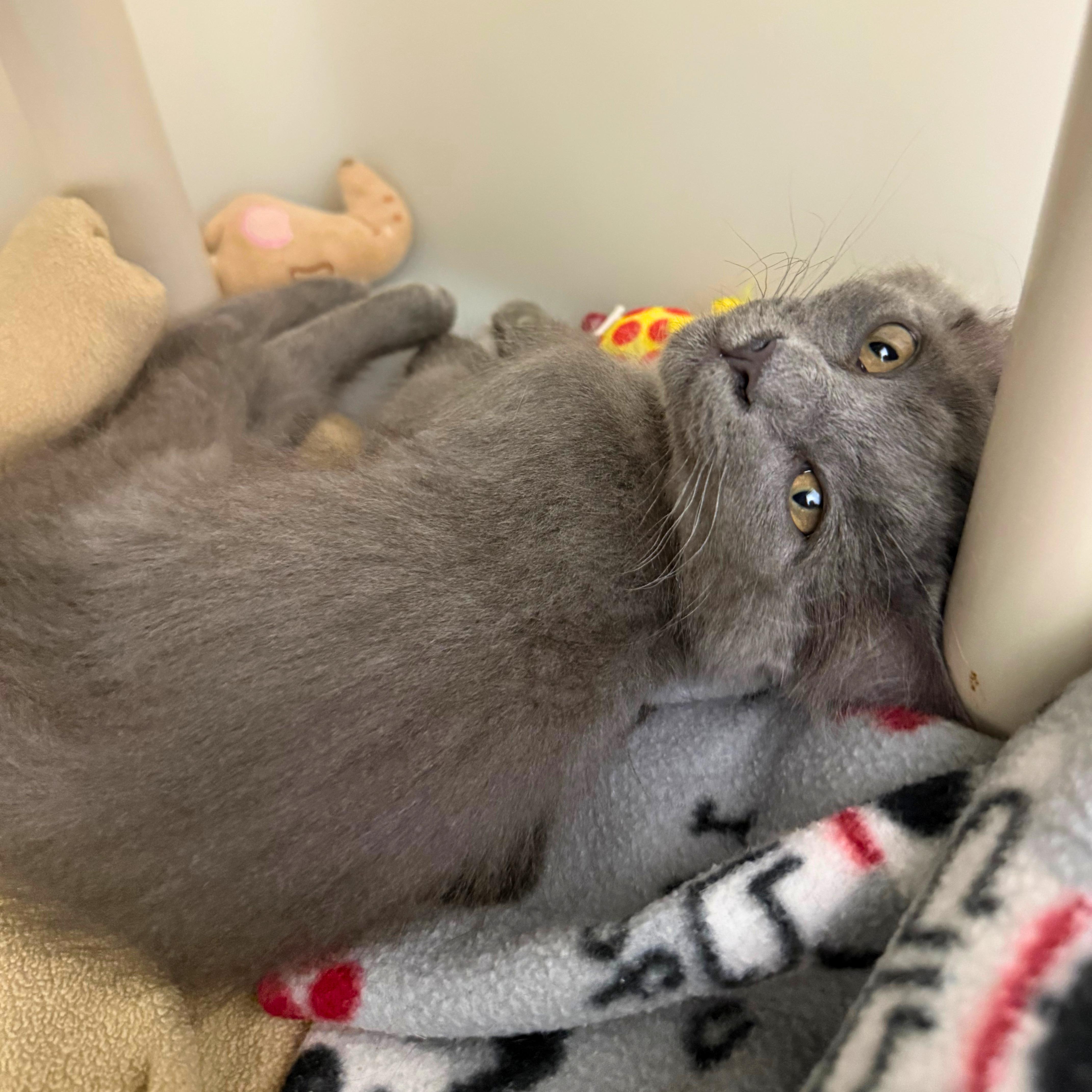 Binx, a Adoptable Domestic Medium Hair in Ridgway, CO image 3/3
