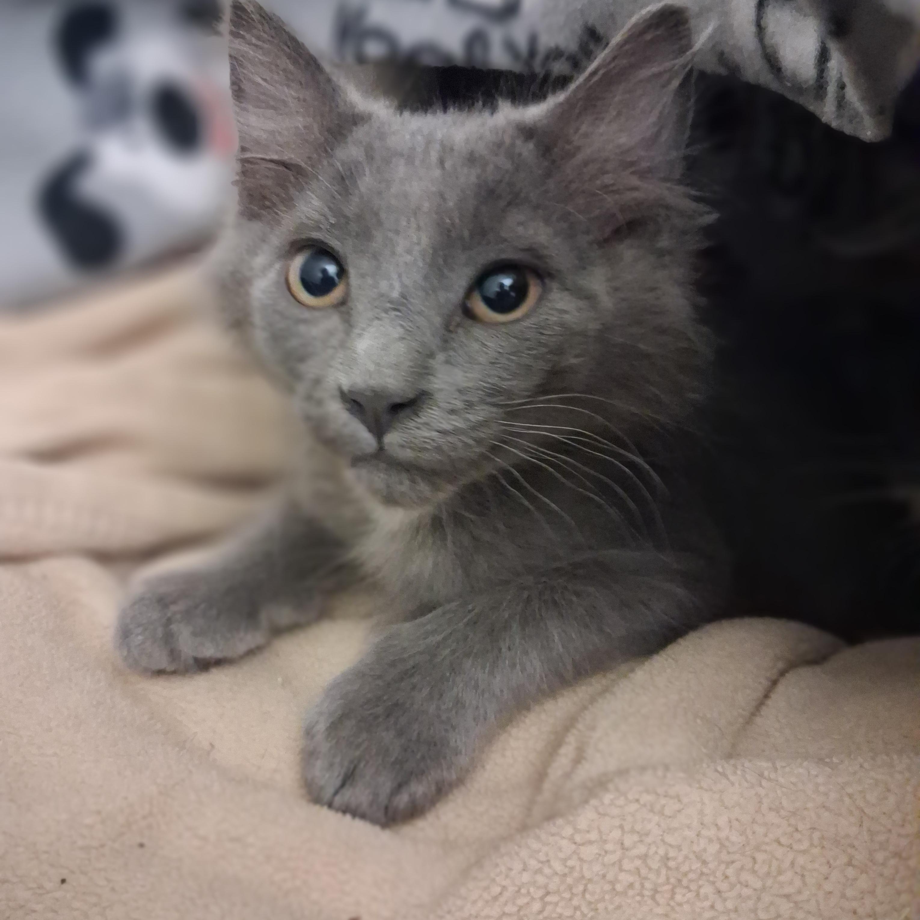 Binx, a Adoptable Domestic Medium Hair in Ridgway, CO image 1/3