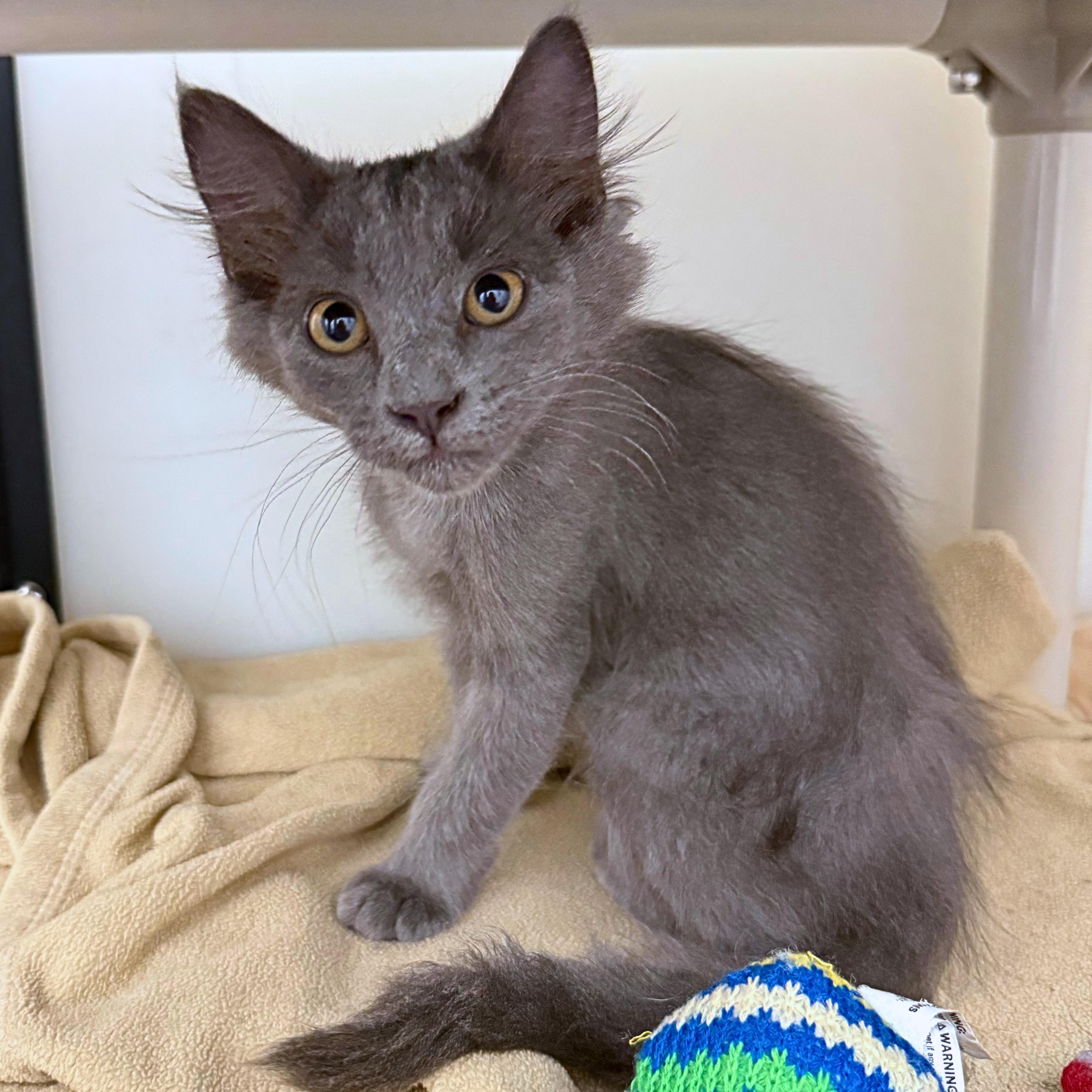 Binx, a Adoptable Domestic Medium Hair in Ridgway, CO image 2/3