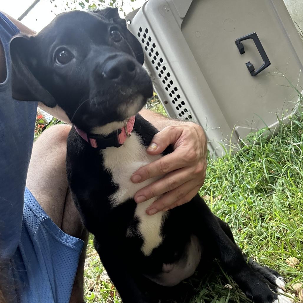 Dolly, Adoptable, Young Female Black Labrador Retriever.