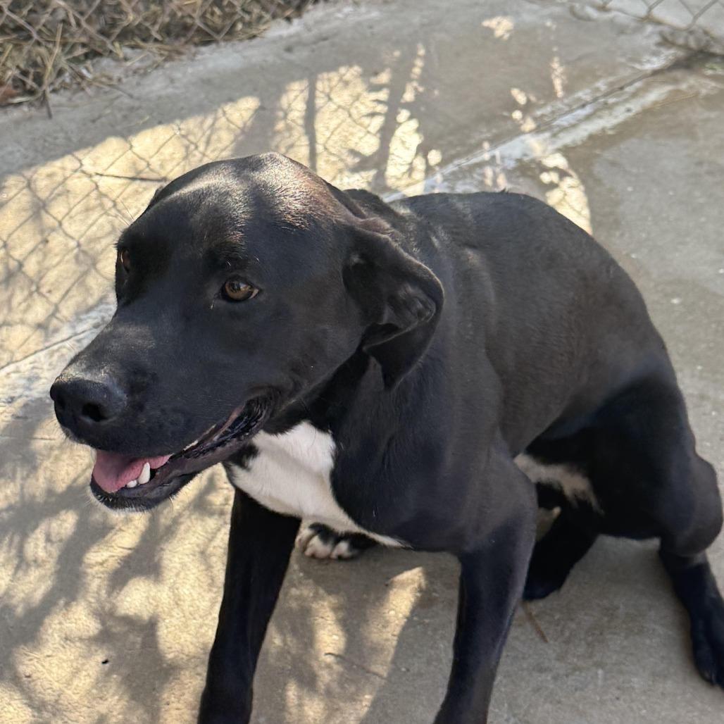 Enlarge Dolly, a Adoptable Black Labrador Retriever in Enterprise, AL image 2/3