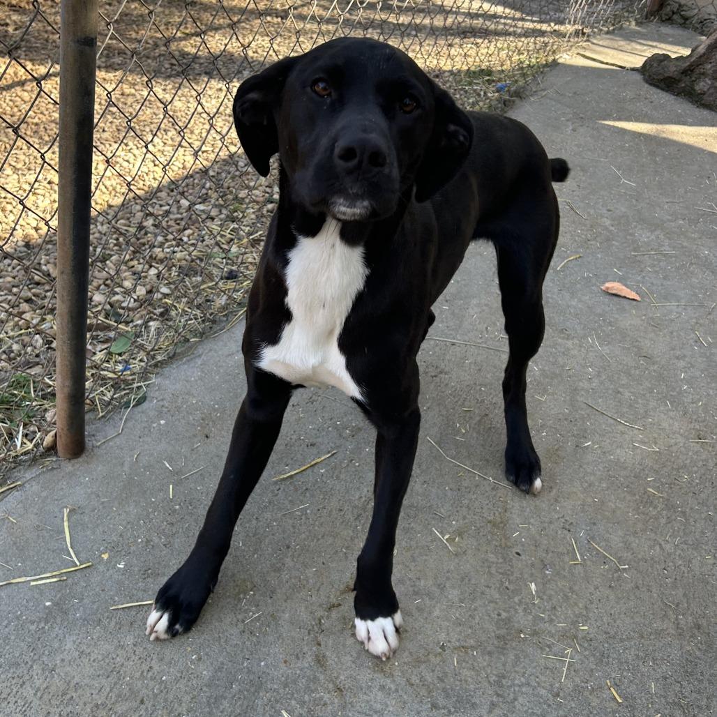 Enlarge Dolly, a Adoptable Black Labrador Retriever in Enterprise, AL image 3/3