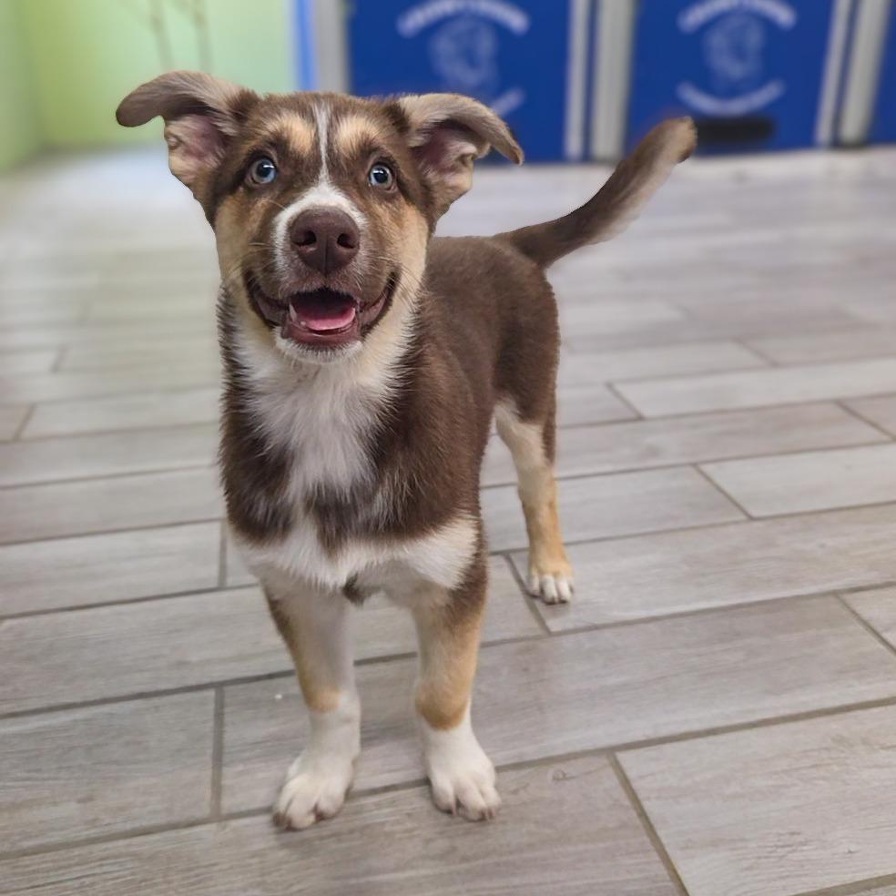 Enlarge Red Bud, a Adoptable Husky in Newport, TN image 2/4