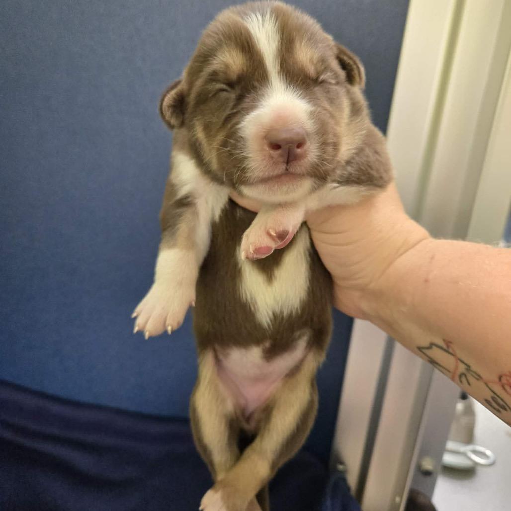 Enlarge Red Bud, a Adoptable Husky in Newport, TN image 4/4