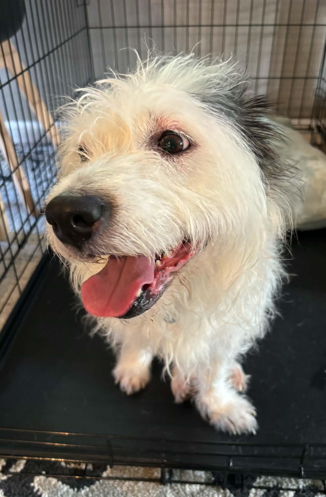 Princess, a ADOPTABLE mixed breed in Cedar Rapids, IA image 4/5