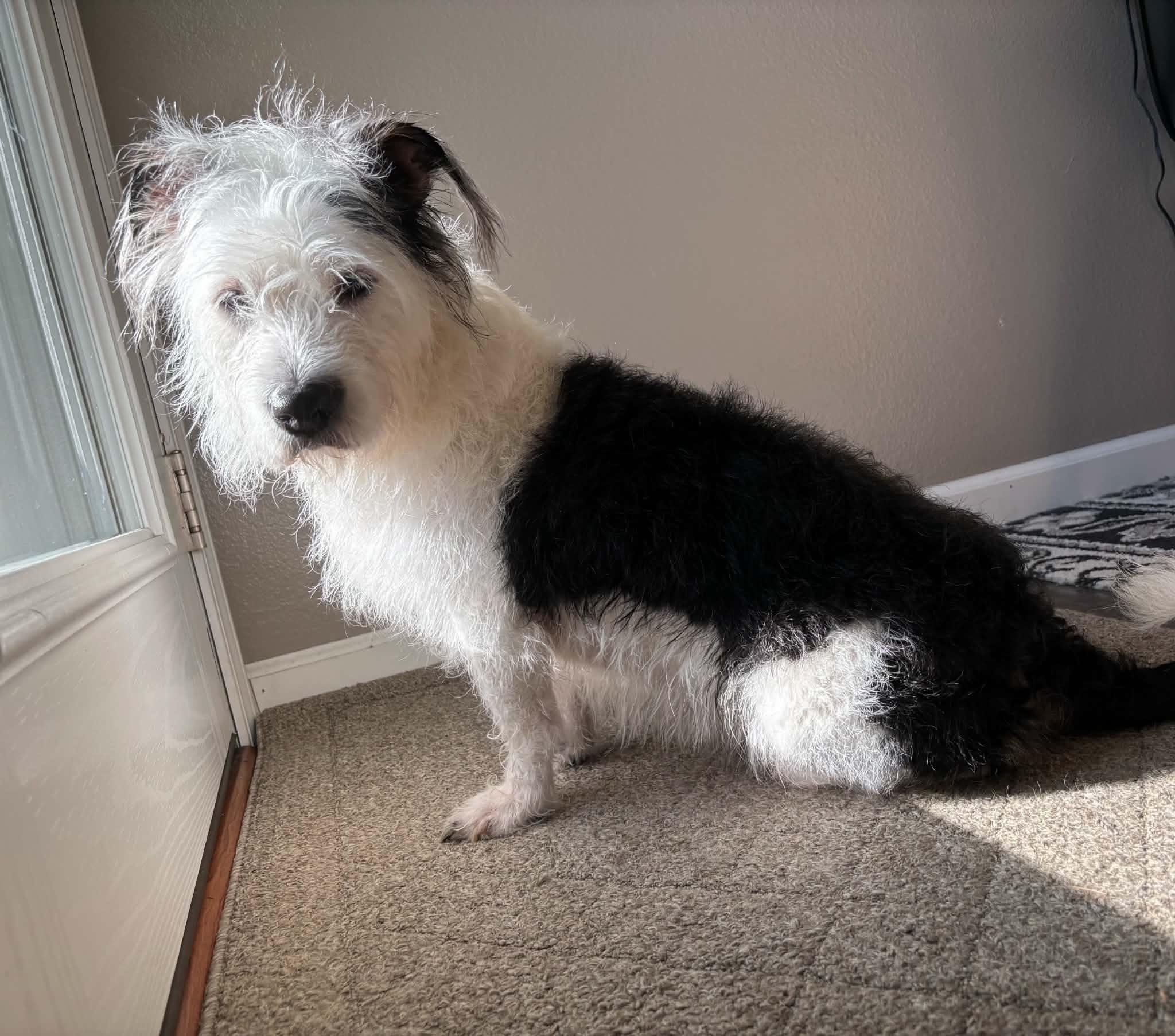 Princess, ADOPTABLE, Adult Female Terrier & Corgi.