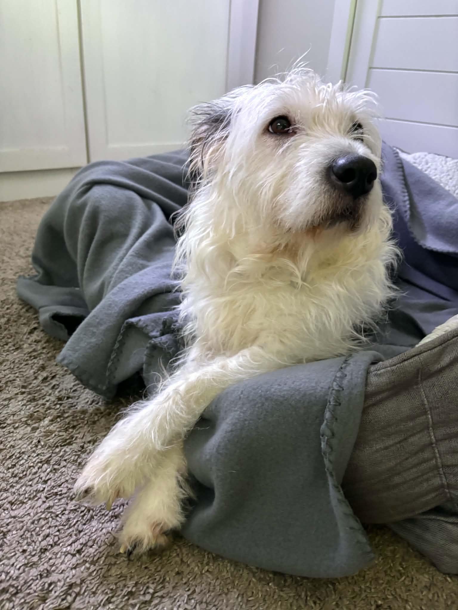 Princess, a ADOPTABLE mixed breed in Cedar Rapids, IA image 3/5
