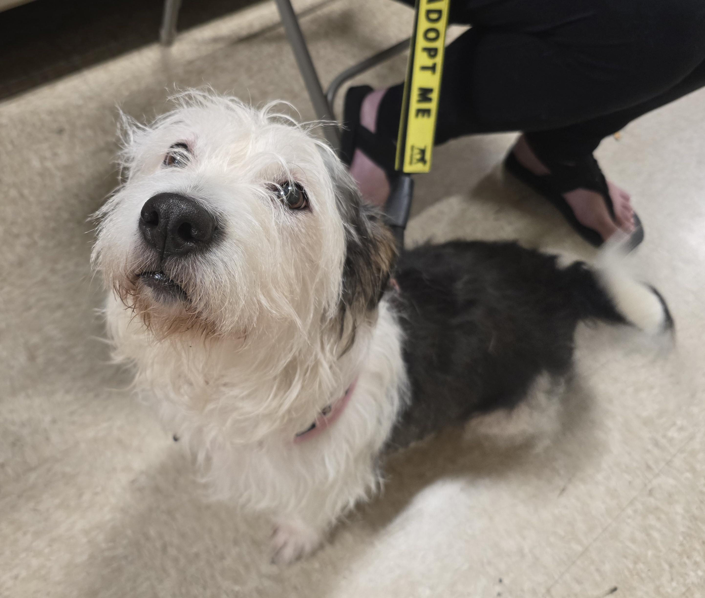 Princess, ADOPTABLE, Adult Female Terrier & Corgi.