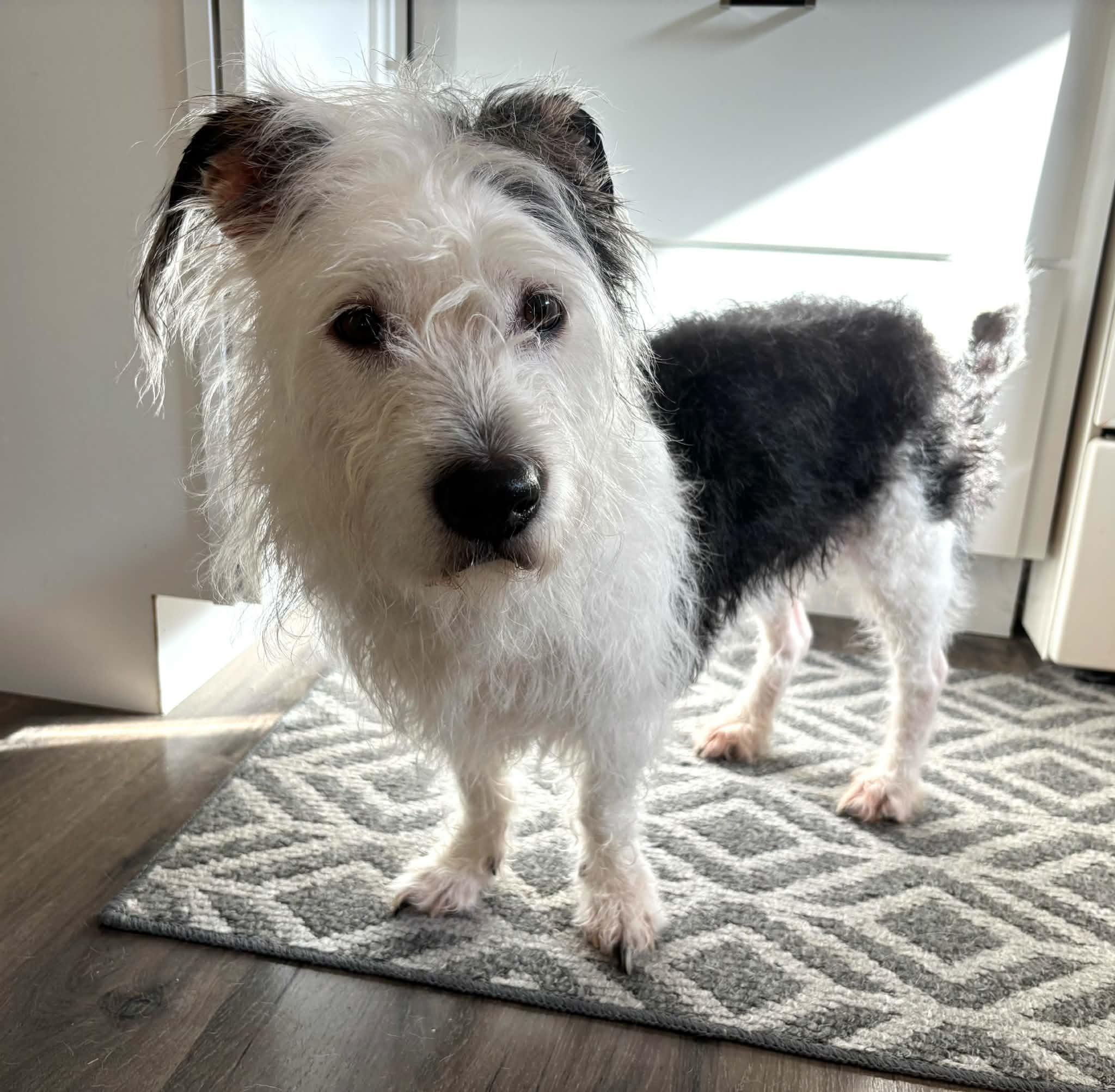 Princess, a ADOPTABLE mixed breed in Cedar Rapids, IA image 2/5