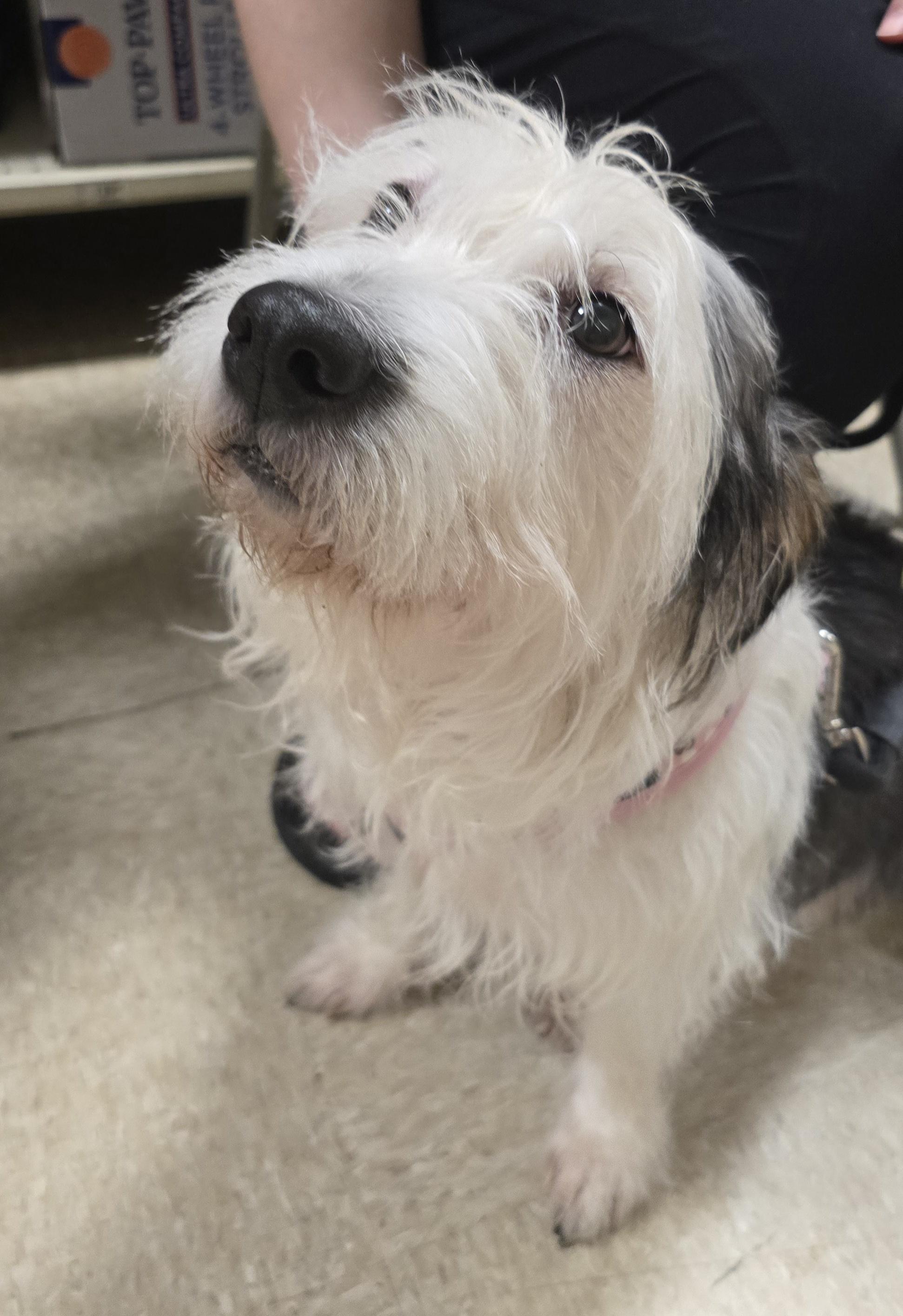 Princess, a ADOPTABLE mixed breed in Cedar Rapids, IA image 6/6