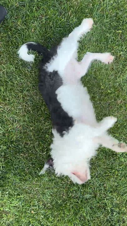 Enlarge Princess, a ADOPTABLE mixed breed in Cedar Rapids, IA video 5/5