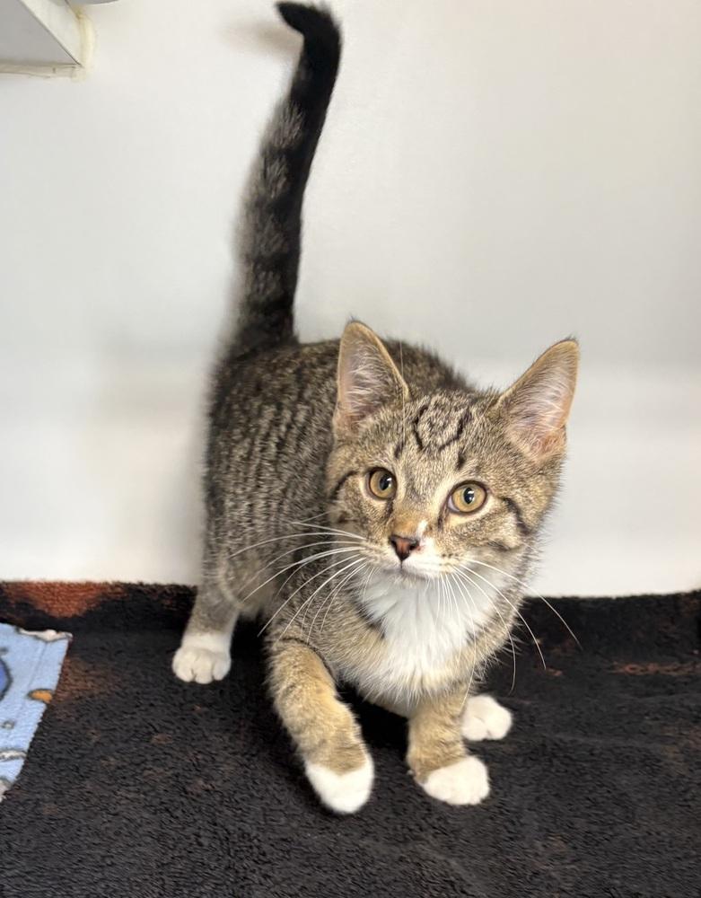Bradley, Adoptable, Kitten Male Domestic Short Hair.