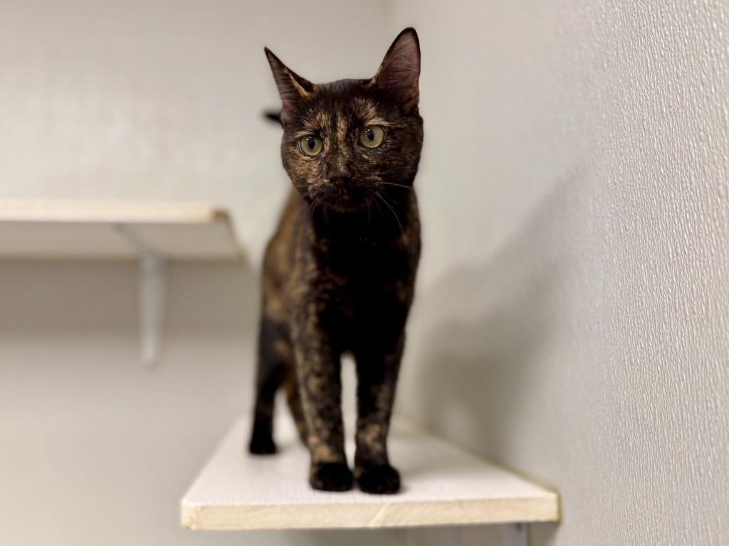 Enlarge Gina, a Adoptable mixed breed in Raleigh, NC image 1/1