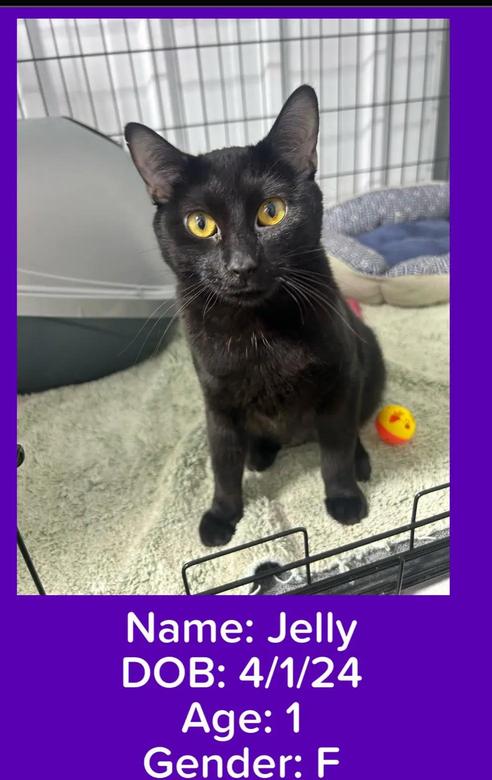Enlarge Jelly, a Adoptable Domestic Short Hair in Le Mars, IA image 1/3