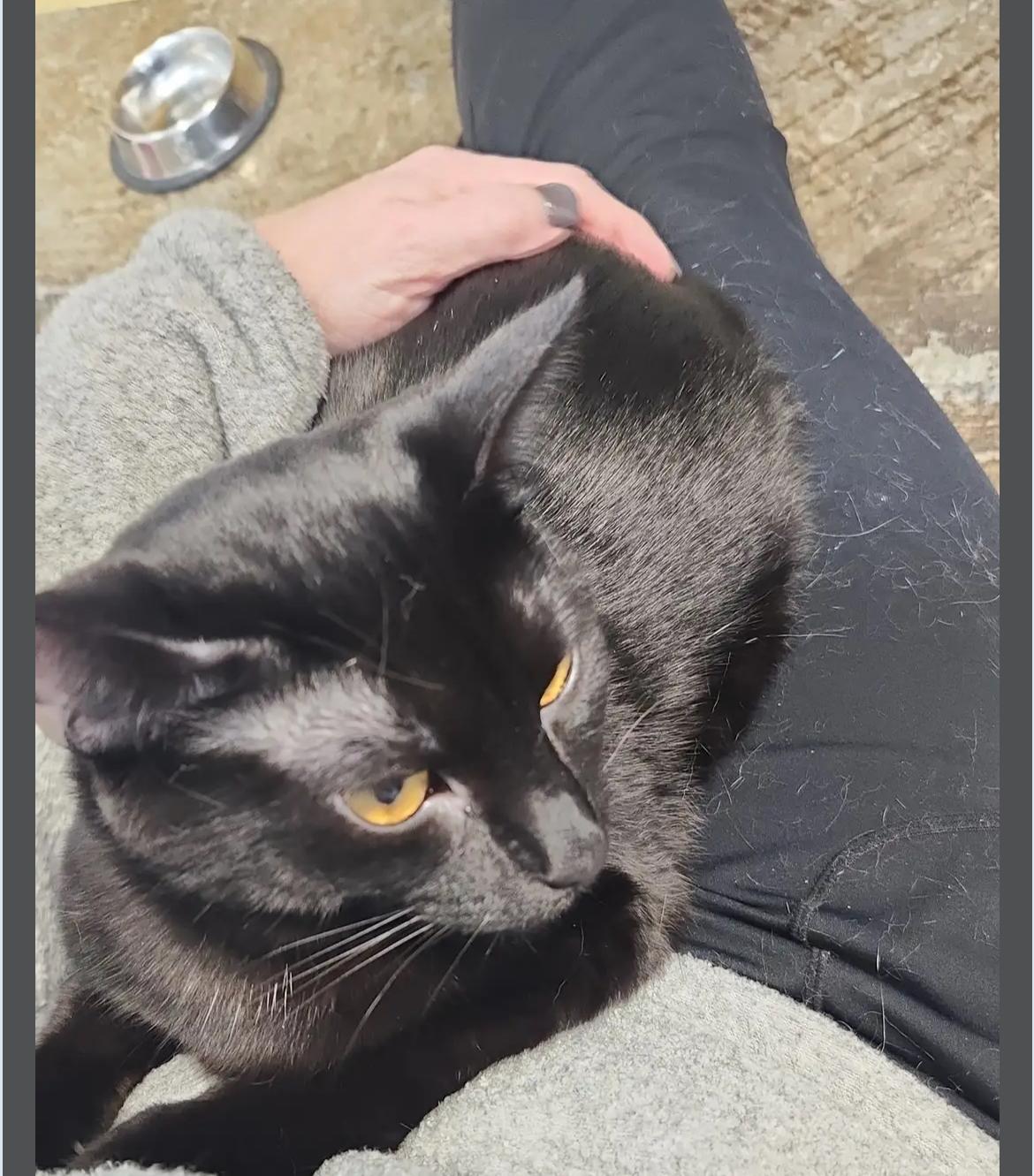 Enlarge Jelly, a Adoptable Domestic Short Hair in Le Mars, IA image 2/3