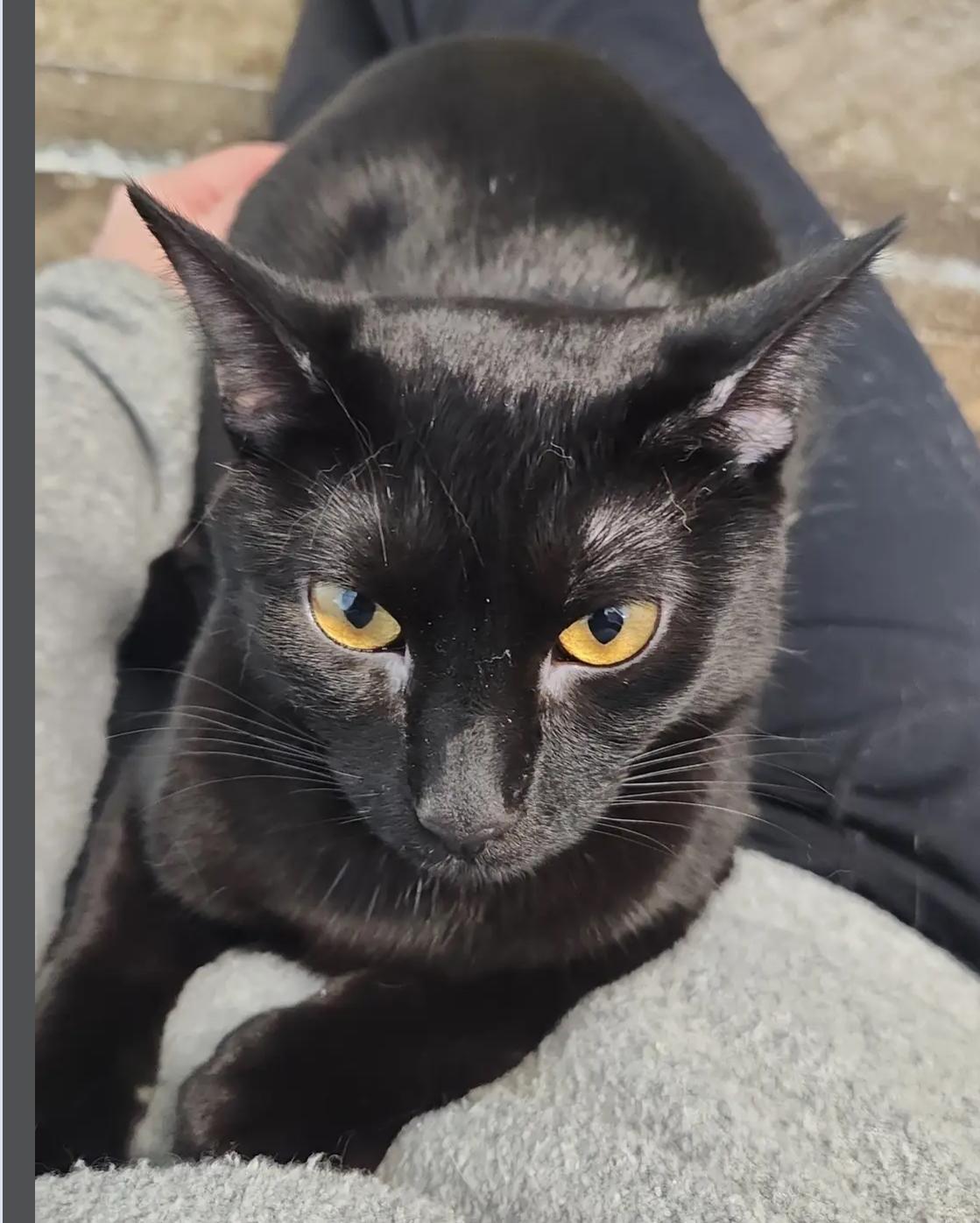 Jelly, an adoptable Domestic Short Hair in Le Mars, IA, 51031 | Photo Image 2