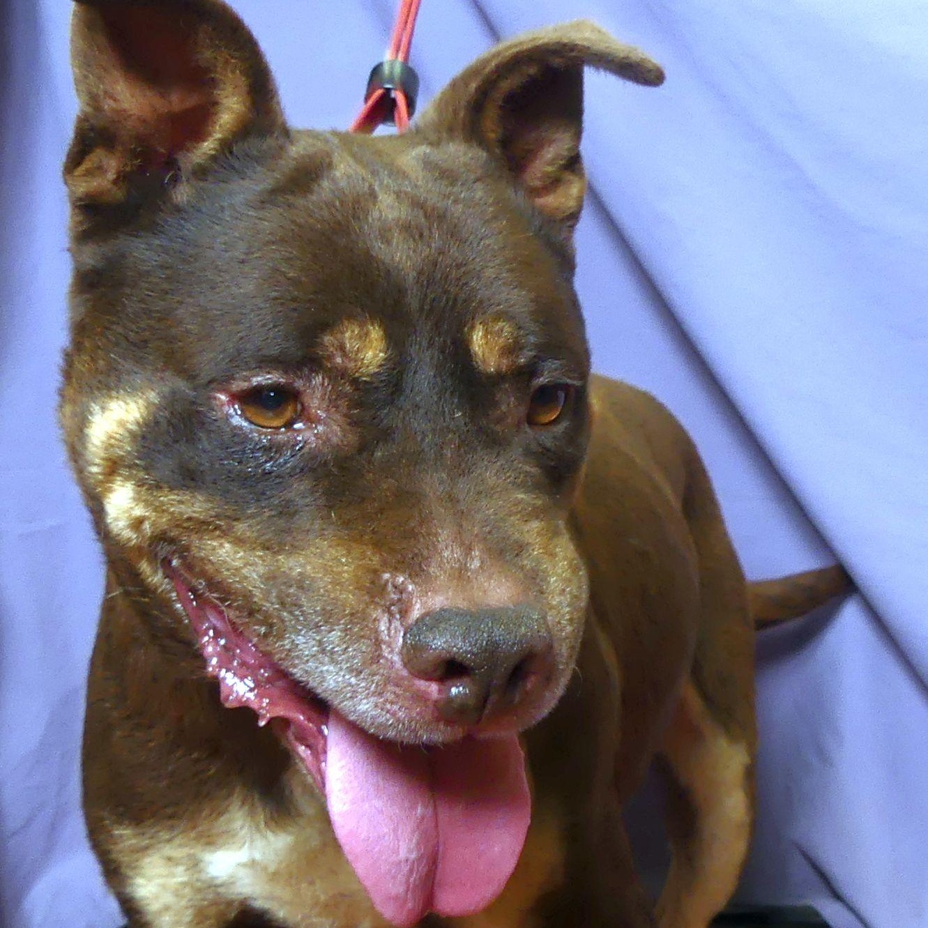 Enlarge RIDGE, a Adoptable mixed breed in Ukiah, CA image 2/3